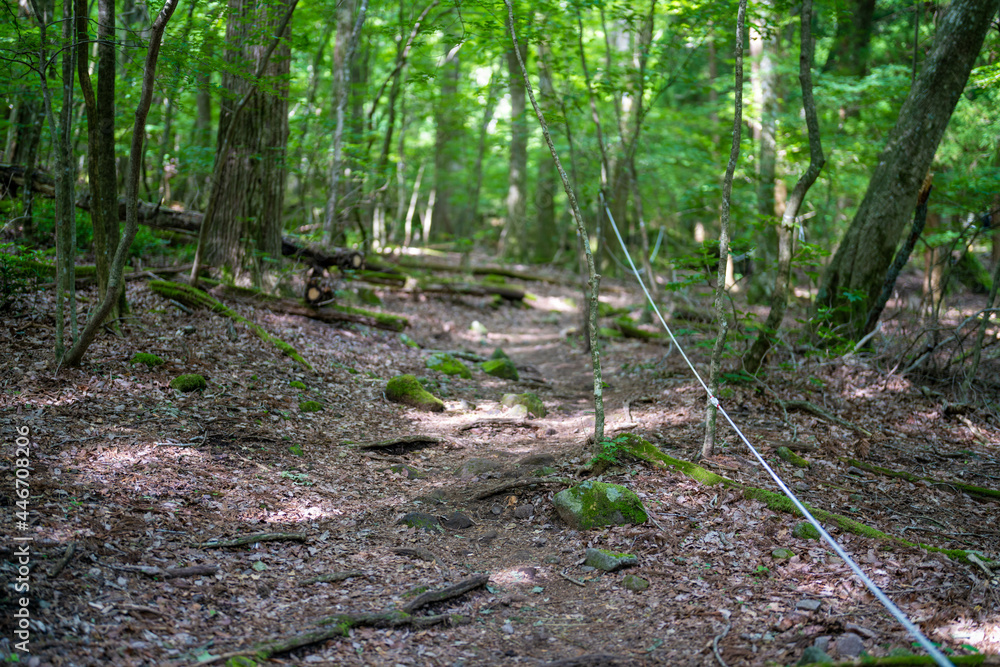 大分県の平治岳、大船山のミヤマキリシマが咲く登山道 Trail of Mt.Heijidake and Mt.Taisenzan in Oita Prefecture 大分県の平治岳、大船山のミヤマキリシマが咲く登山道 Trail of Mt.Heijidake and Mt.Taisenzan in Oita Prefecture