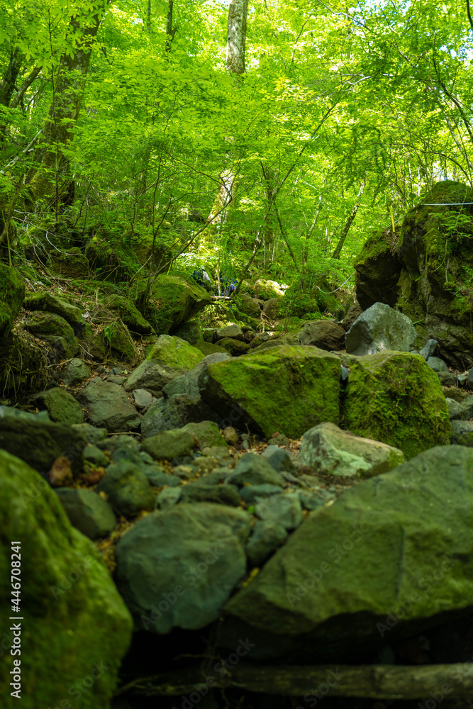 大分県の平治岳、大船山のミヤマキリシマが咲く登山道 Trail of Mt.Heijidake and Mt.Taisenzan in Oita Prefecture 大分県の平治岳、大船山のミヤマキリシマが咲く登山道 Trail of Mt.Heijidake and Mt.Taisenzan in Oita Prefecture