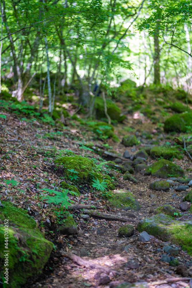 Fototapeta premium 大分県の平治岳、大船山のミヤマキリシマが咲く登山道 Trail of Mt.Heijidake and Mt.Taisenzan in Oita Prefecture