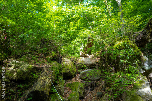 大分県の平治岳、大船山のミヤマキリシマが咲く登山道 Trail of Mt.Heijidake and Mt.Taisenzan in Oita Prefecture