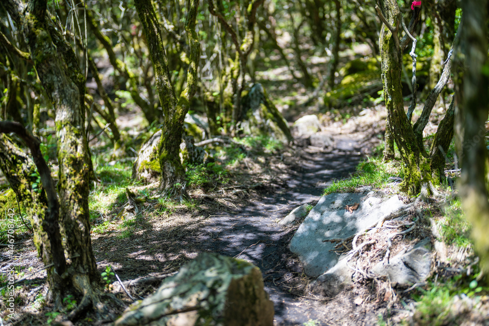 大分県の平治岳、大船山の登山道 Trail of Mt.Heijidake and Mt.Taisenzan in Oita Prefecture 大分県の平治岳、大船山の登山道 Trail of Mt.Heijidake and Mt.Taisenzan in Oita Prefecture