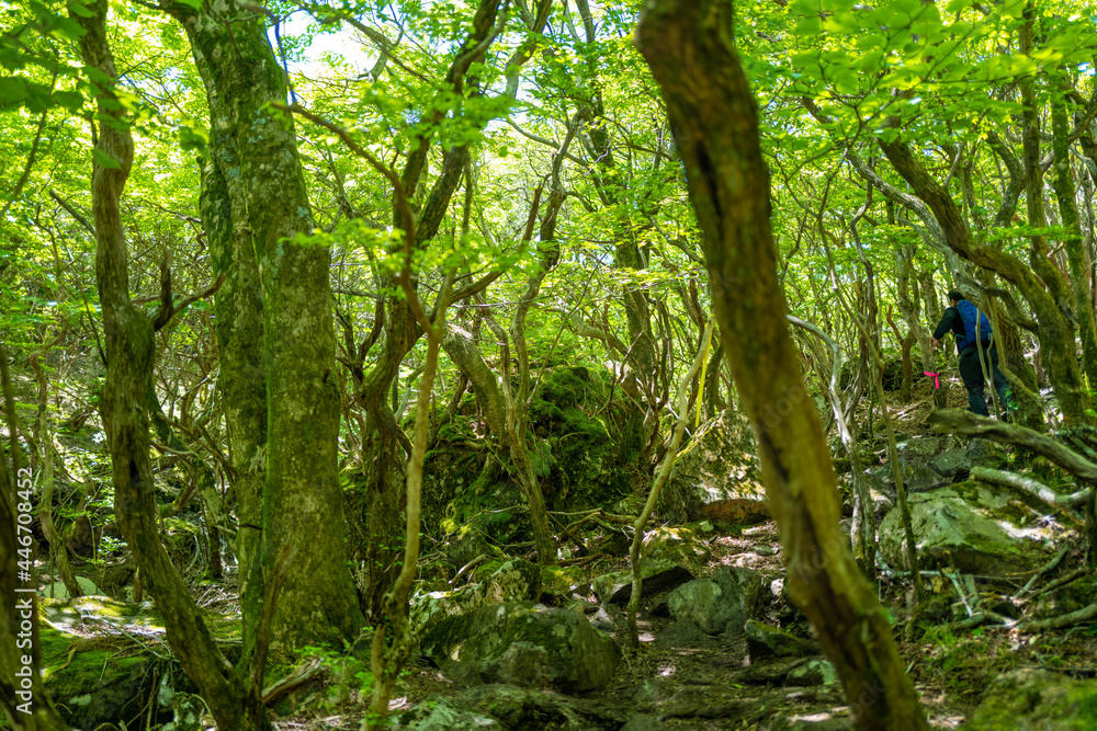Fototapeta premium 大分県の平治岳、大船山の登山道 Trail of Mt.Heijidake and Mt.Taisenzan in Oita Prefecture