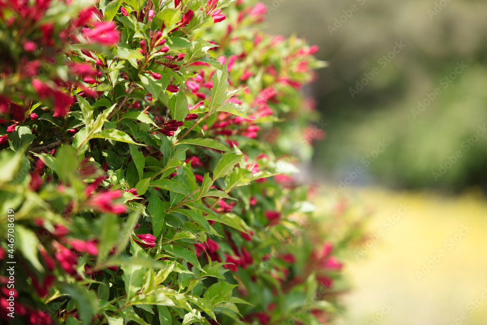 Red prince Weigela close-up outdoors