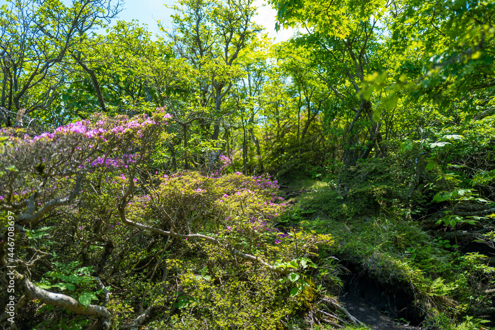 Fototapeta premium 大分県の平治岳、大船山の登山道 Trail of Mt.Heijidake and Mt.Taisenzan in Oita Prefecture