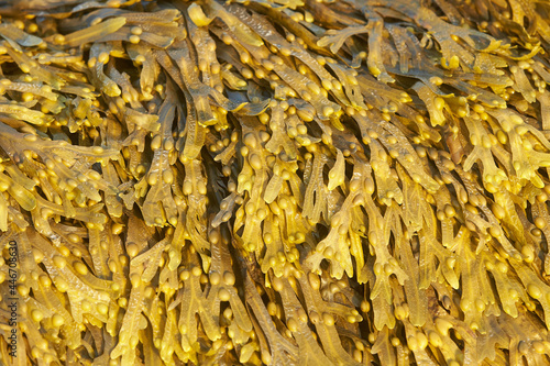 Slika na platnu Yellow-brown seaweed (Fucaceae) taken close-up from a sunny day