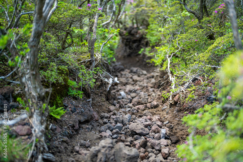 大分県の平治岳、大船山の登山道 Trail of Mt.Heijidake and Mt.Taisenzan in Oita Prefecture 大分県の平治岳、大船山の登山道 Trail of Mt.Heijidake and Mt.Taisenzan in Oita Prefecture