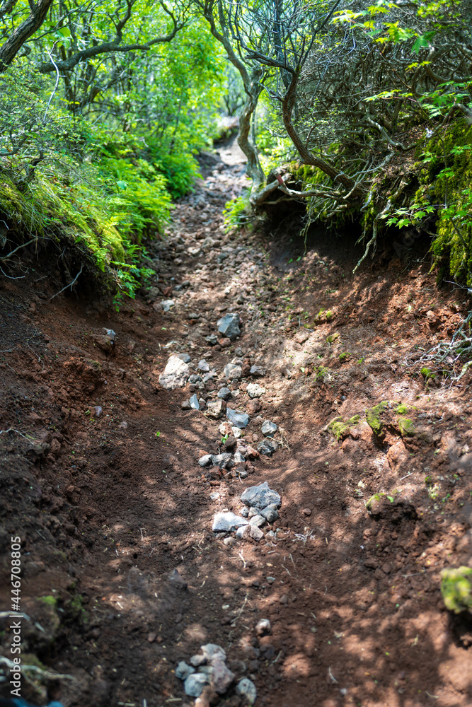 大分県の平治岳、大船山の登山道 Trail of Mt.Heijidake and Mt.Taisenzan in Oita Prefecture 大分県の平治岳、大船山の登山道 Trail of Mt.Heijidake and Mt.Taisenzan in Oita Prefecture