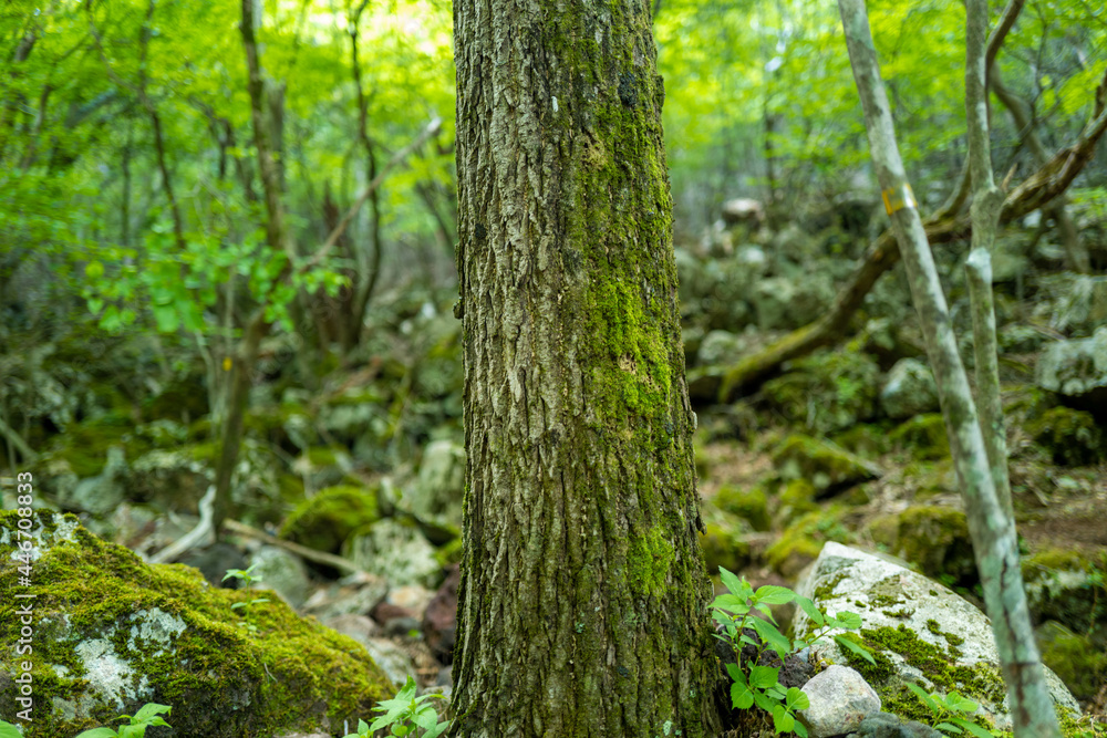 大分県の平治岳、大船山の登山道 Trail of Mt.Heijidake and Mt.Taisenzan in Oita Prefecture 大分県の平治岳、大船山の登山道 Trail of Mt.Heijidake and Mt.Taisenzan in Oita Prefecture