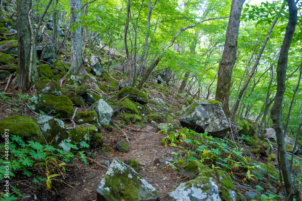 大分県の平治岳、大船山の登山道 Trail of Mt.Heijidake and Mt.Taisenzan in Oita Prefecture 大分県の平治岳、大船山の登山道 Trail of Mt.Heijidake and Mt.Taisenzan in Oita Prefecture