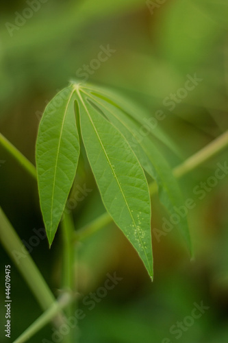 Cassava Leaf