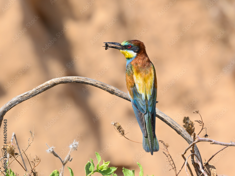 Obraz premium European Bee-Eater Holding a Fly in its Beak 