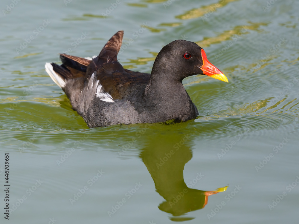 Common Moorhen or Eurasian Moorhen with Reflection Swimming on Pond, Closeup Portrait Common Moorhen or Eurasian Moorhen with Reflection Swimming on Pond, Closeup Portrait
