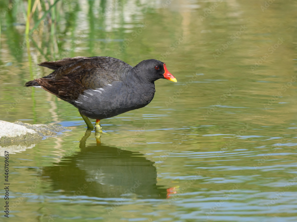 Common Moorhen or Eurasian Moorhen with Reflection, Closeup Portrait Common Moorhen or Eurasian Moorhen with Reflection, Closeup Portrait
