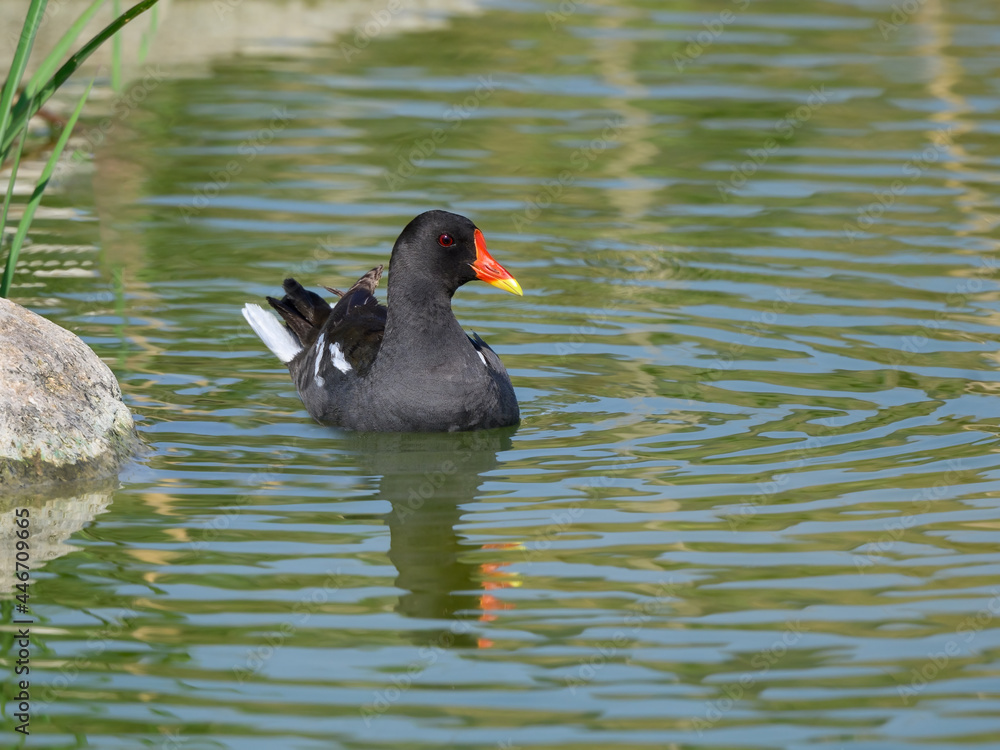 Common Moorhen or Eurasian Moorhen with Reflection Swimming on the Pond Common Moorhen or Eurasian Moorhen with Reflection Swimming on the Pond