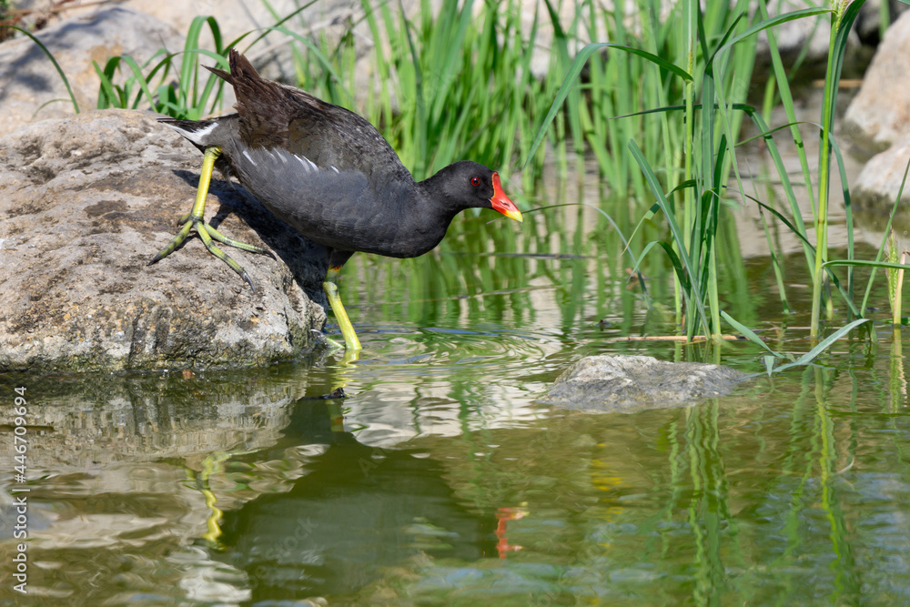 Common Moorhen or Eurasian Moorhen with Reflection Entering the Pond Common Moorhen or Eurasian Moorhen with Reflection Entering the Pond