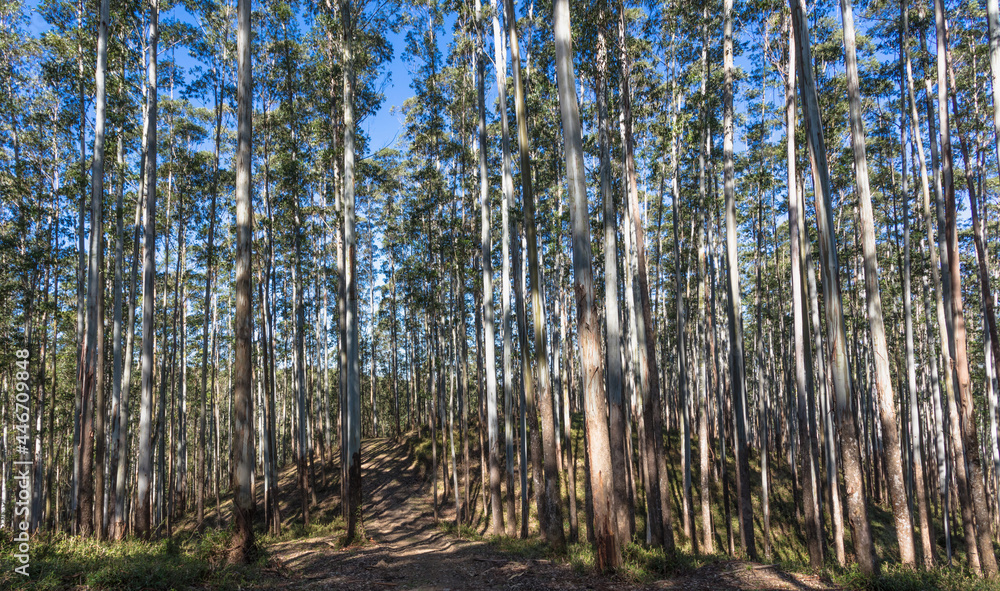 Área rural no Brasil com plantação de eucaliptos.