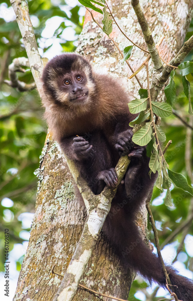 Close up de macaco-prego na árvore.