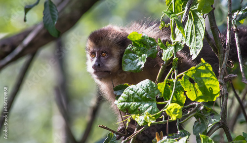 Close up de macaco-prego na floresta.