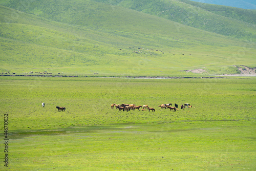 Horses with vast grassland. Photo in Bayinbuluke Grassland in Xinjiang, China.