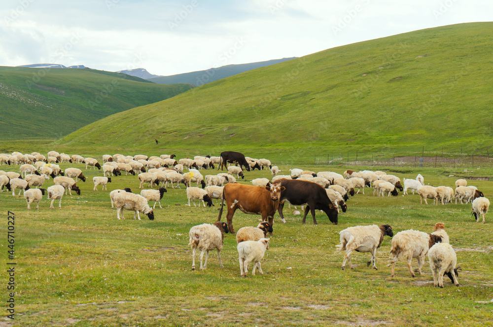 Obraz premium Pictures of sheep in the meadow.