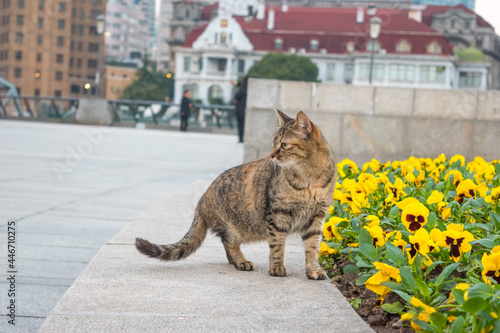 Photography Gray Cat in Yellow Flower Patch