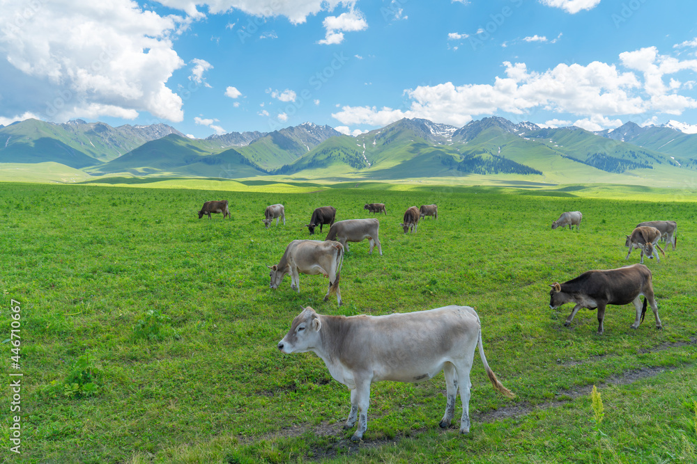 Grassland and bulls under the blue sky.