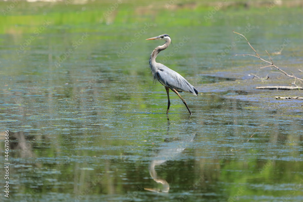 Naklejka premium Great Blue Heron hunting in a river