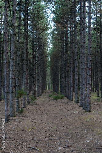 Dark Forest with Tall Pine Trees in a Row Woodland Scene 