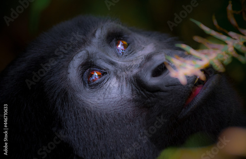 Mountain gorilla in the Bwindi Impenetrable Forest in Uganda photo