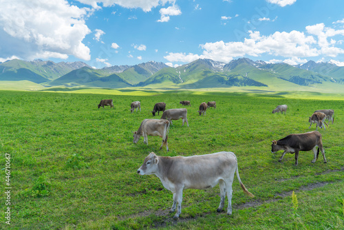 Obraz na płótnie Grassland and bulls under the blue sky. w salonie