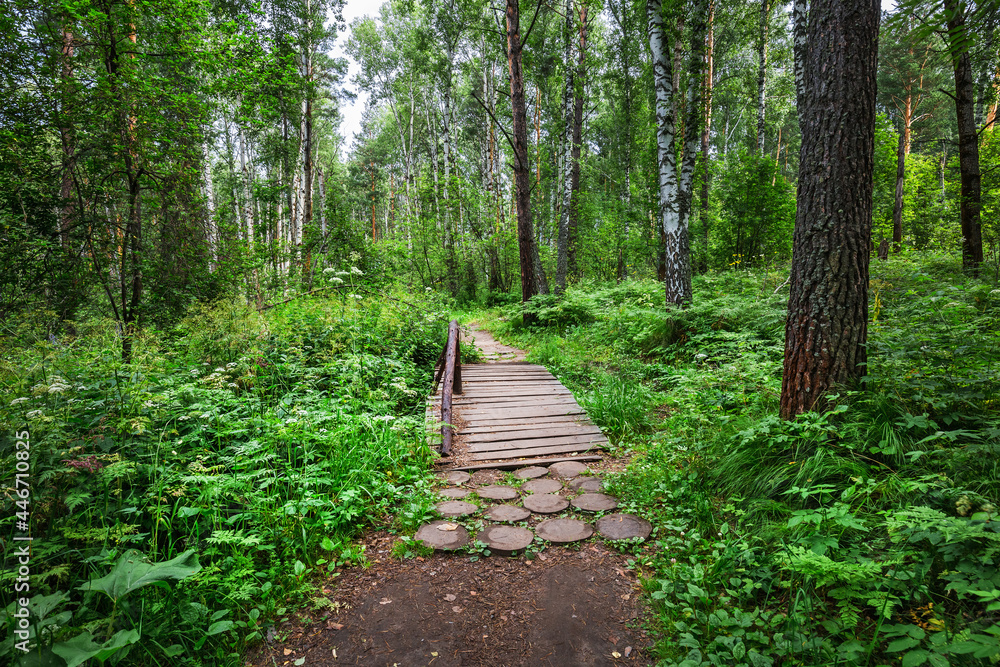 Obraz premium Taiga trail. Western Siberia