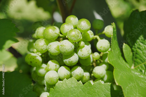 Nagano,Japan-July 22, 2021: Closeup of Chardonnay grapes in vineyard
