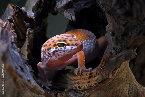 Leopard gecko in his hiding hole