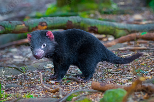 Baby tasmanian devil waiting for its mom