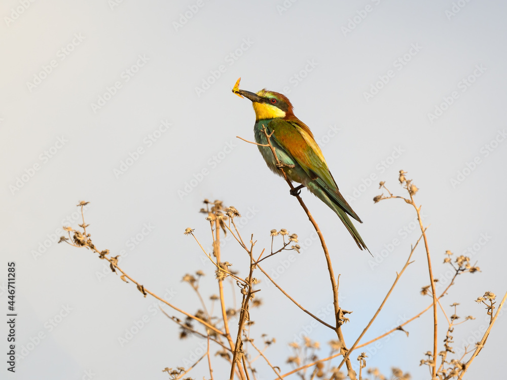 European Bee-Eater Sitting on Plant and Holding a Bee in its Beak European Bee-Eater Sitting on Plant and Holding a Bee in its Beak