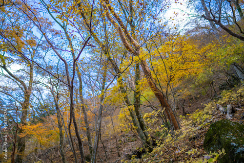                                                     Mt. Amagi Mountain Trail in Shizuoka Prefecture during the Fall Foliage Season