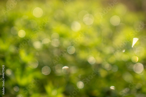 Green natural bokeh nature background.Abstract blur green color for background,Abstract green bokeh background.