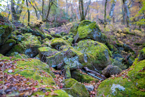 静岡県の天城山の紅葉の季節の登山道 Mt. Amagi Mountain Trail in Shizuoka Prefecture during the Fall Foliage Season