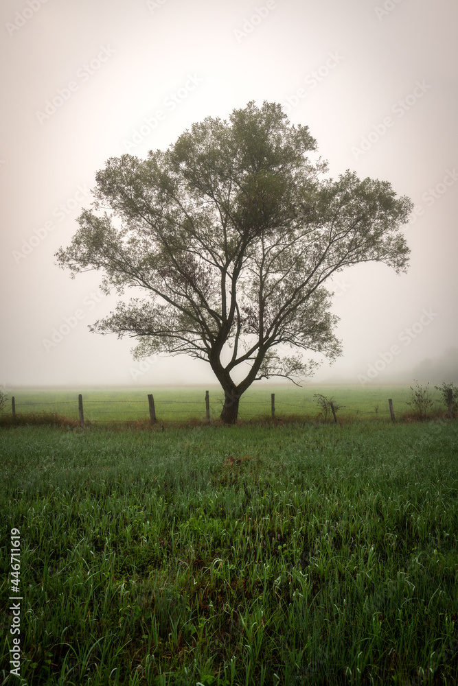 Fototapeta premium tree in the field