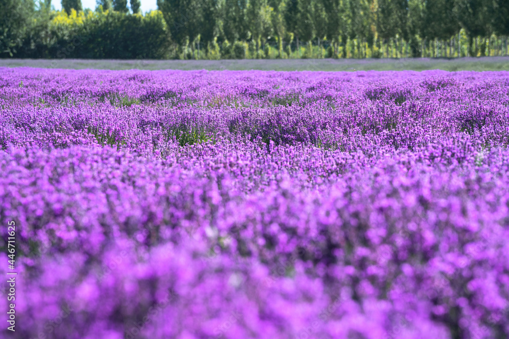Lavender manor on a sunny day. Lavender manor on a sunny day.