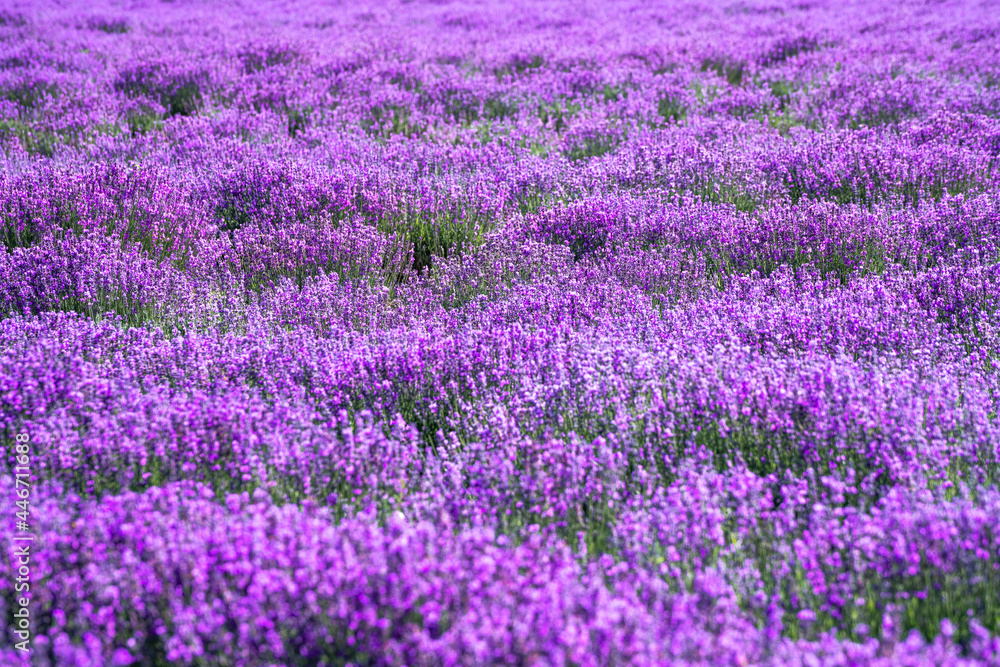 Lavender manor on a sunny day. Lavender manor on a sunny day.