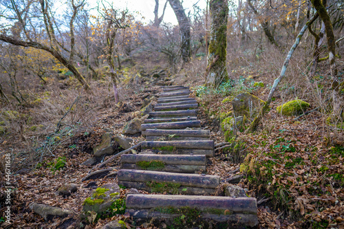                                                     Mt. Amagi Mountain Trail in Shizuoka Prefecture during the Fall Foliage Season