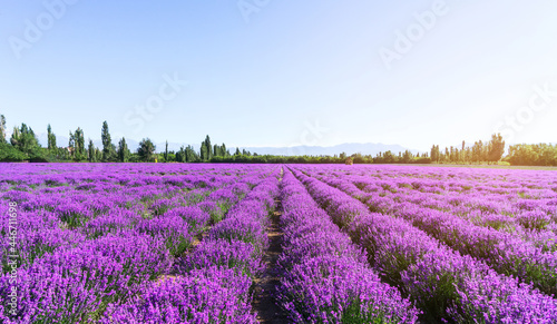 Lavender manor on a sunny day.