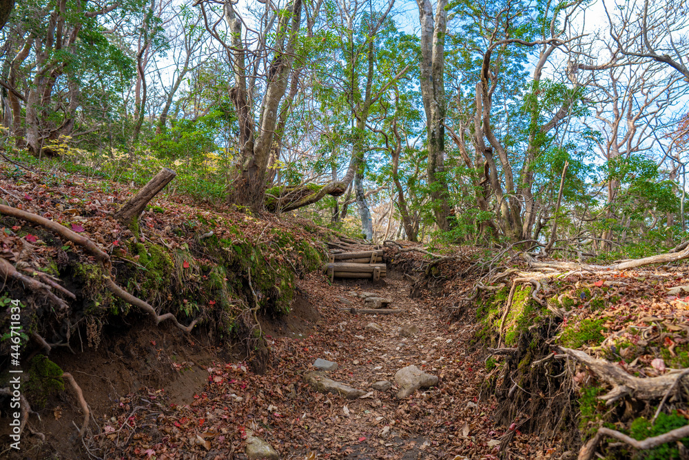 静岡県の天城山の紅葉の季節の登山道 Mt. Amagi Mountain Trail in Shizuoka Prefecture during the Fall Foliage Season 静岡県の天城山の紅葉の季節の登山道 Mt. Amagi Mountain Trail in Shizuoka Prefecture during the Fall Foliage Season