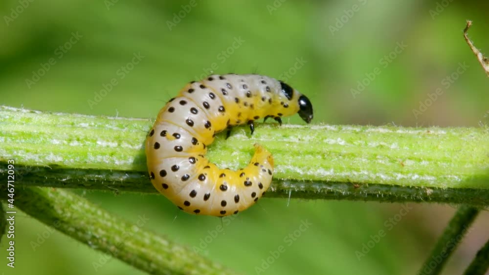 Parsnip Moth Caterpillar, Depressaria radiella Parsnip Moth Caterpillar, Depressaria radiella