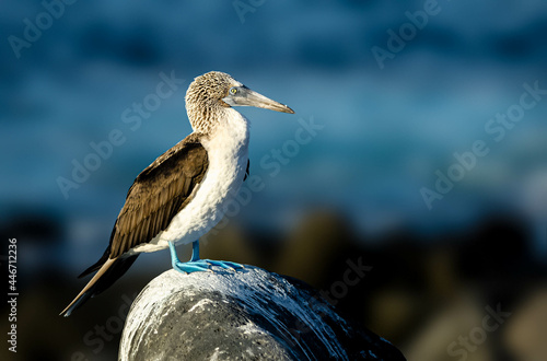 Blue footed booby on a rock in the Galapagos