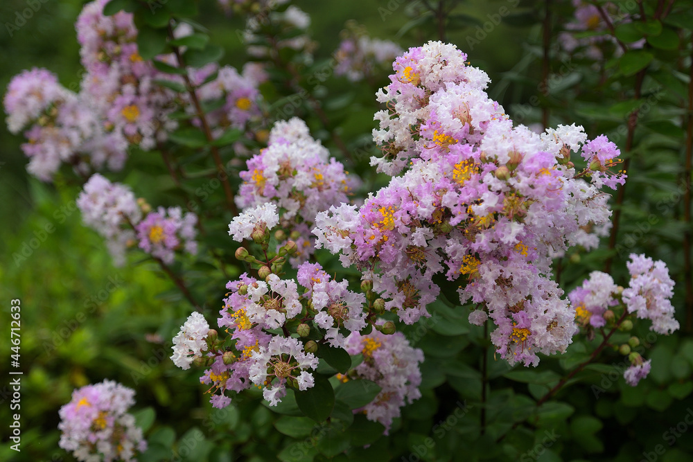 白とピンクの花を咲かせたサルスベリ 白とピンクの花を咲かせたサルスベリ