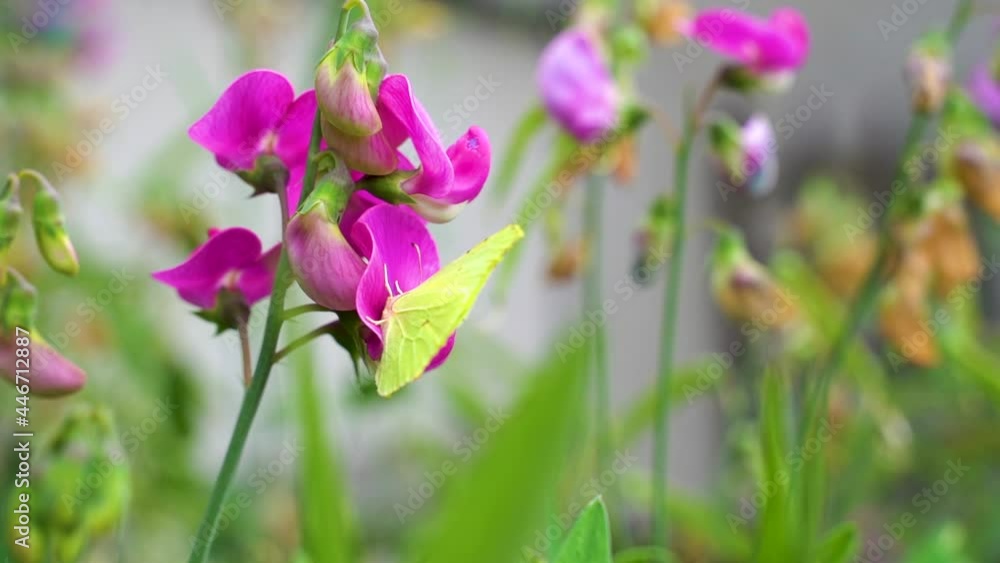 Slow motion macro shot of a yellow and green common brimstone (Gonepteryx rhamni) butterfly feeding from sweat pea flower (Lathyrus odoratus). Slow motion macro shot of a yellow and green common brimstone (Gonepteryx rhamni) butterfly feeding from sweat pea flower (Lathyrus odoratus).