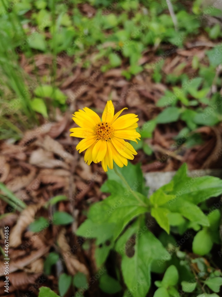yellow dandelion flower yellow dandelion flower