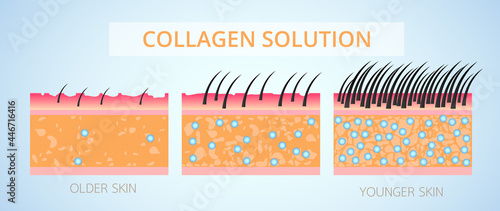 Collagen and Elastin ,Protection Skin and plump vector design